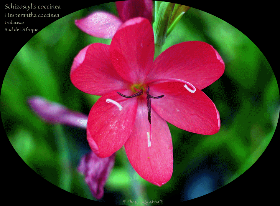Schizostylis coccinea -  Hesperantha coccinea de la famille des Iridaceae